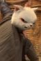 Nonton film White Cat Legend Season 1 Episode 5 terbaru di Dutamovie21